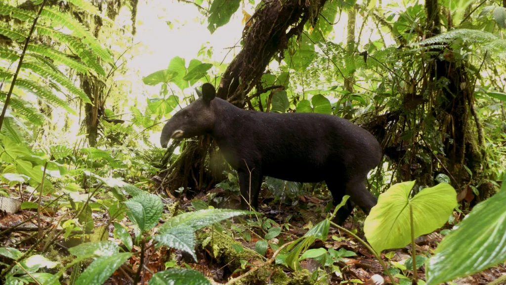 Ampliación del Refugio Río Zuñag protege 2.065 hectáreas de biodiversidad en Tungurahua