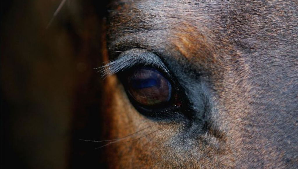 ¿Qué siente un caballo? La ciencia lo revela a través de sus expresiones faciales