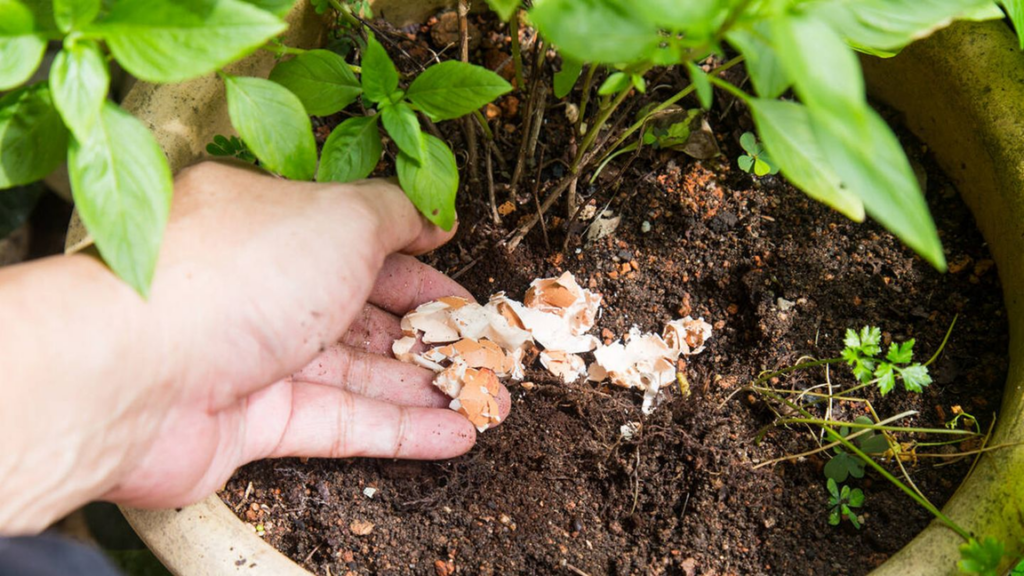 ¡Atención jardineros! Esto pasa realmente cuando usas cáscara de huevo con limón en tus plantas
