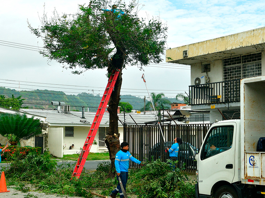 Quince espacios públicos fueron intervenidos en Urdesa Central durante una jornada liderada por el Municipio de Guayaquil y vecinos.