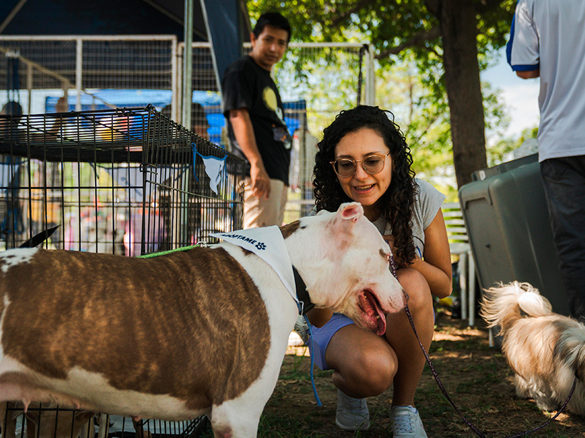 El Municipio de Guayaquil ejecuta una campaña de adopción de animales con beneficios gratuitos permanentes.