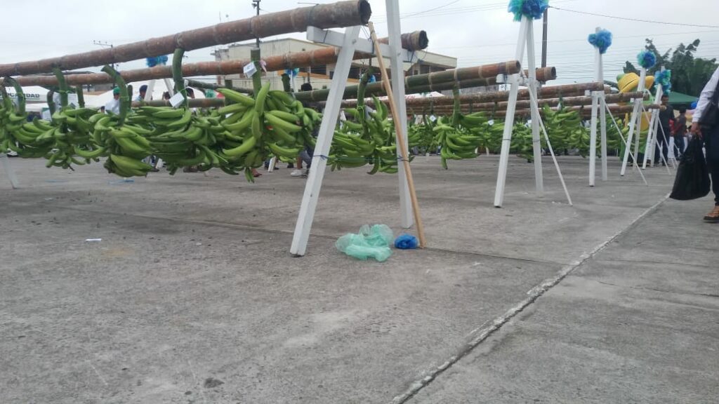 Moko, Sigatoka Negra y Fusarium: desafíos para la producción platanera ecuatoriana