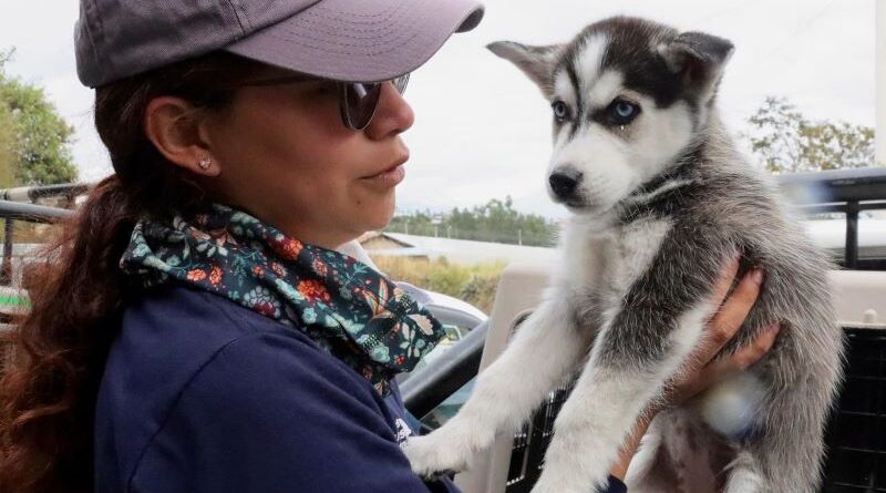 Rescatan cachorros en operativo sorpresa en mercado de El Quinche