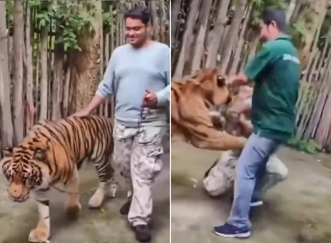 Un turista indio resultó herido tras ser atacado por un tigre en el parque de atracciones Tiger Kingdom, en Phuket, Tailandia.