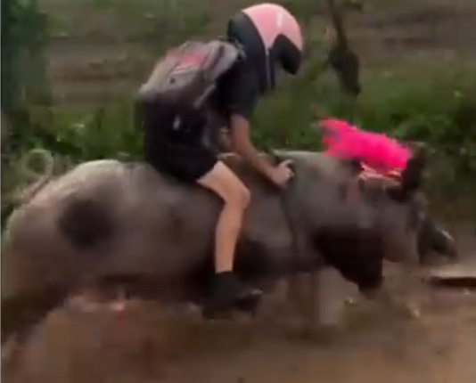 Una niña de una zona rural de Brasil captó la atención mundial tras ser grabada mientras se dirigía a su escuela montando un cerdo.
