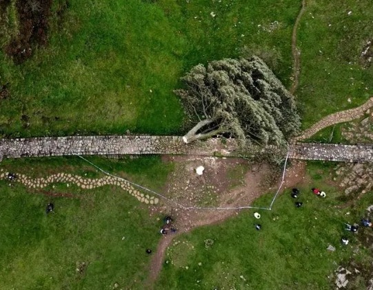 Así destruyeron un árbol histórico con motosierra y terminaron en prisión.