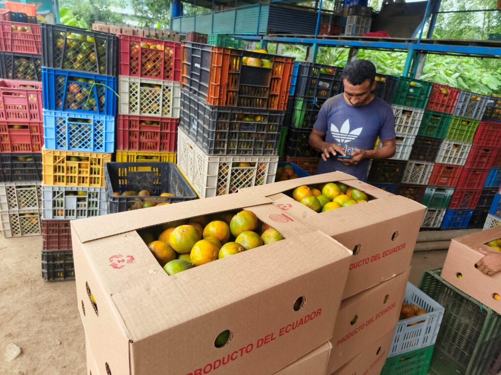 De zonas como El Bejuco, San Andrés, El Pueblito, La Tablada de Sánchez, llegan los productores con la fruta a los centros de acopio.