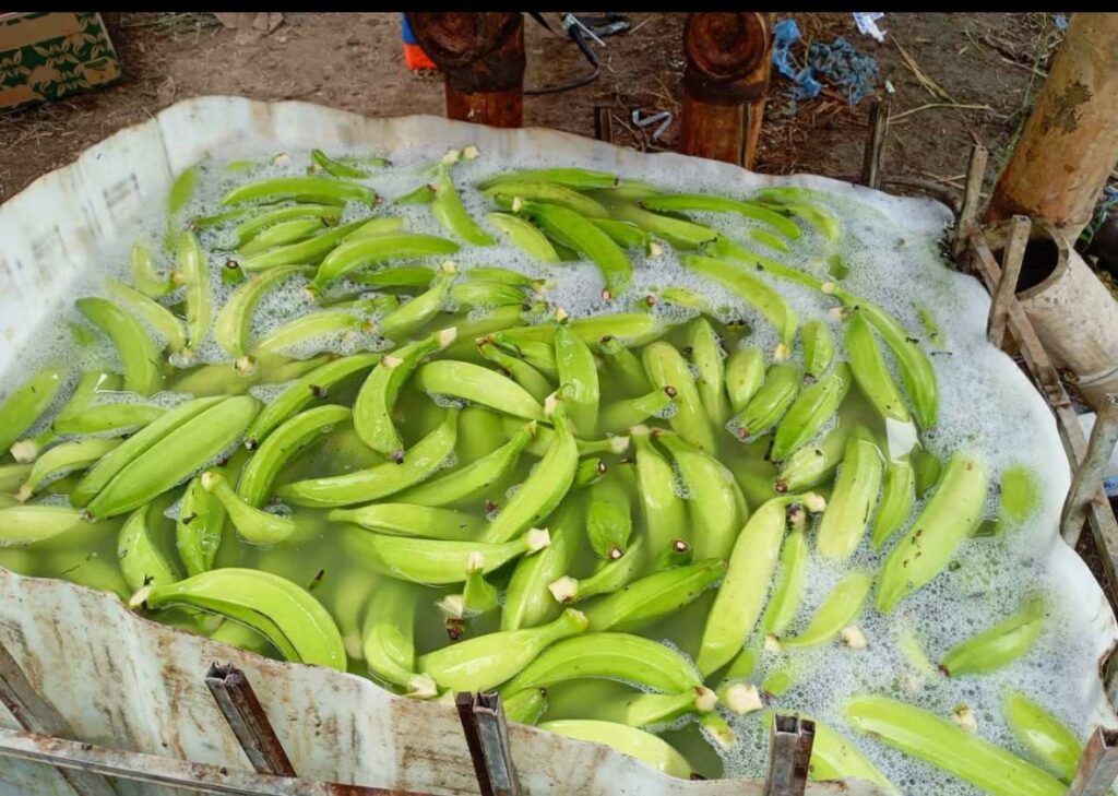 Detectan 56 hectáreas de plátano afectadas por moko en las parroquiales rurales de Santo Domingo que limitan con El Carmen