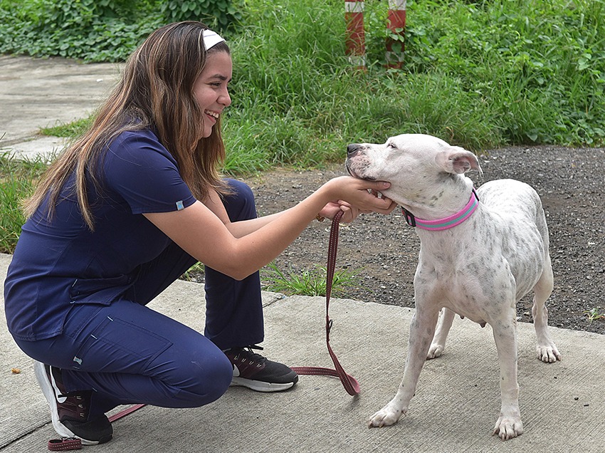 Más de 3.500 reportes ciudadanos por maltrato animal fueron atendidos en Guayaquil en el primer semestre de 2025.