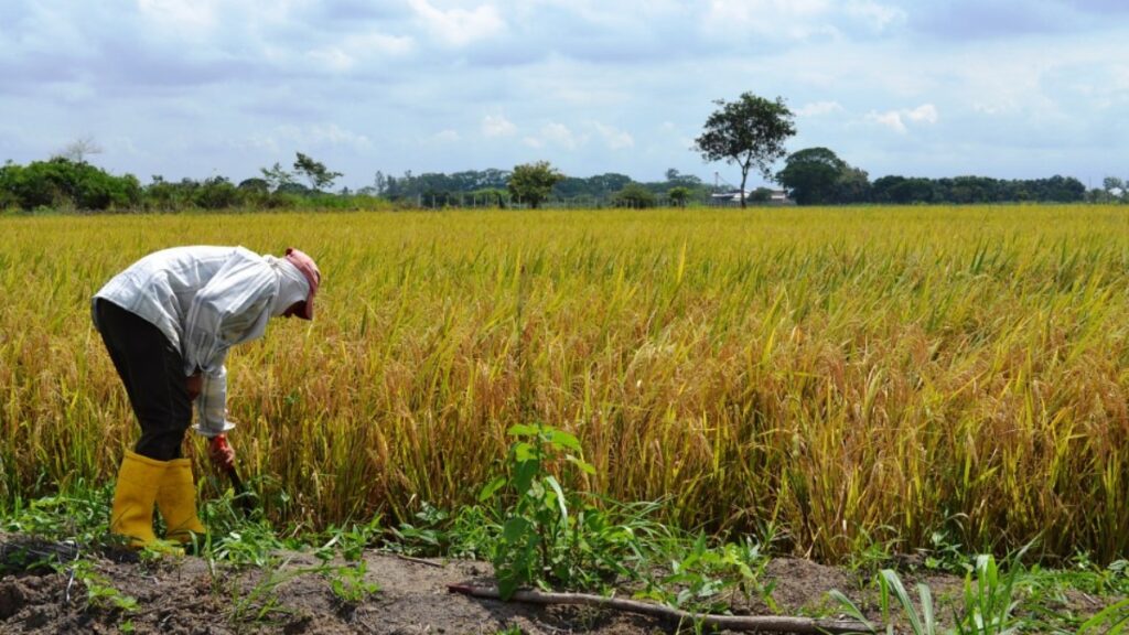 Afiliados al Seguro Campesino anuncian marcha para este lunes 25 de agosto en Portoviejo, provincia de Manabí. (Ministerio de Agricultura)