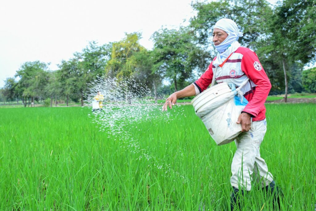 América Latina y el arroz Brasil, Perú y Ecuador destacan por el consumo de este grano, que es fundamental en su alimentación