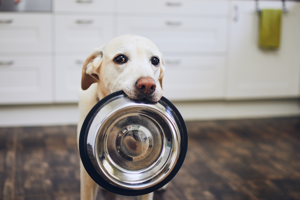 Mascotas felices y sanas: la importancia de una buena alimentación
