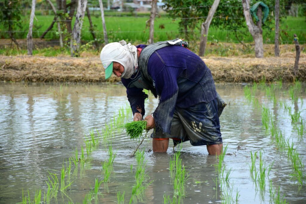 "El consumo anual de arroz por persona en Ecuador es de aproximadamente 50 kg, una de las cifras más altas de América Latina