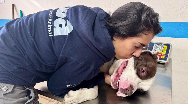 Golpeado en la calle la historia de Toretto y la rápida acción de la UBA