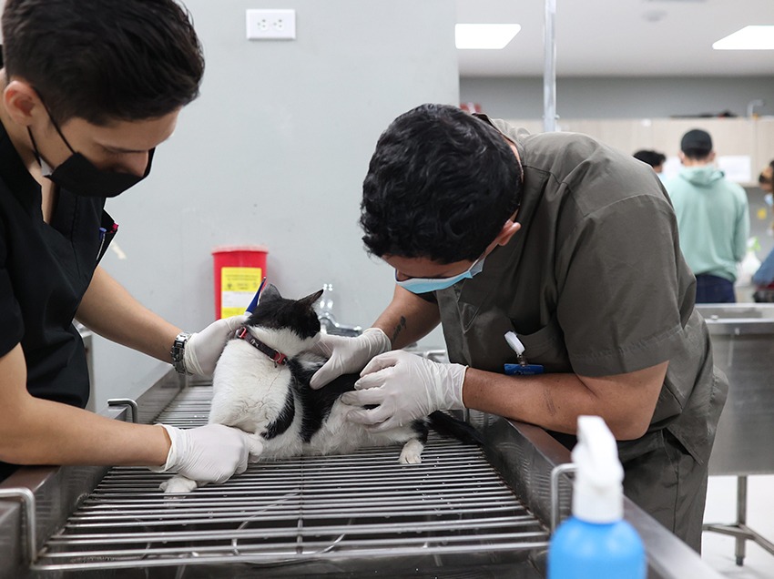 Guayaquil duplicó las esterilizaciones de perros y gatos en julio de 2025, alcanzando la cifra más alta del año en su programa.