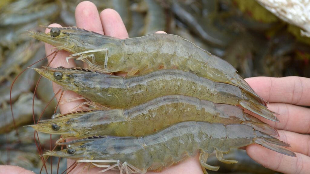 Japón se convierte en el segundo destino del camarón ecuatoriano en Asia, después de China. (Pexels)