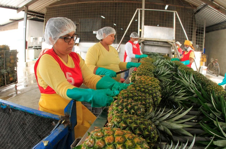 La piña ecuatoriana Golden es muy apreciada por su sabor dulce, jugosidad y su irresistible aroma
