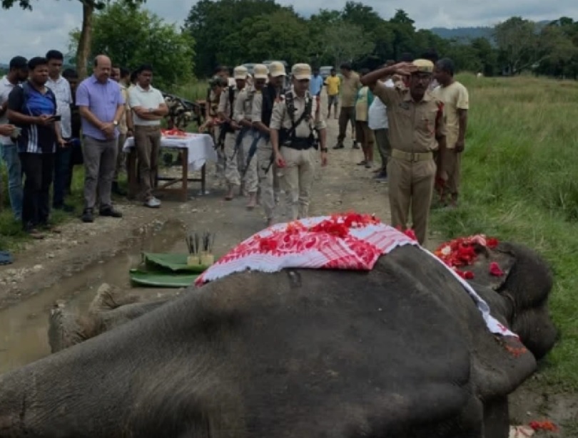 Mohanmala, una elefanta que dedicó más de 50 años a la conservación de rinocerontes, la lucha contra cazadores furtivos