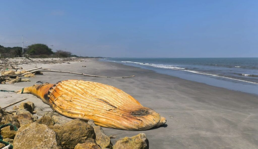 Operativo interinstitucional atiende ballena muerta en la isla Jambelí, El Oro