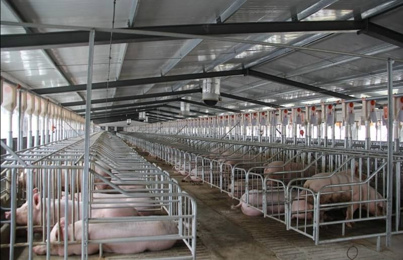 Sector porcicultor advierte sobre riesgos de importar carne de cerdo desde Brasil