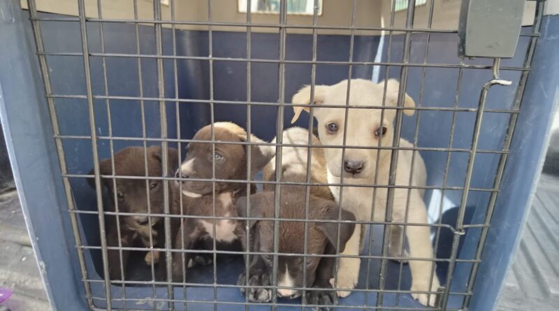 Unidad de Bienestar Animal rescata a perra y cuatro crías en condiciones críticas en Quito