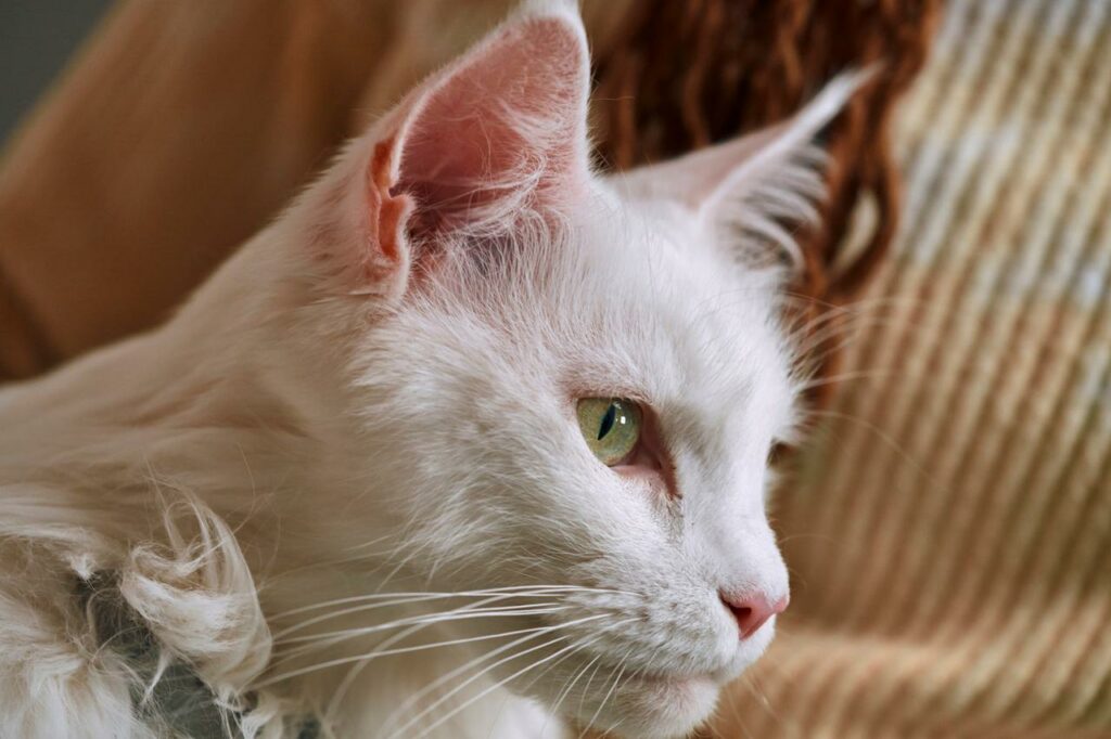 Cinco consejos para evitar que tu perro o gato transmita enfermedades a tu familia