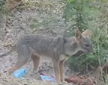 ¡No es un perro! El misterioso visitante en Manta es un zorro en peligro de extinción