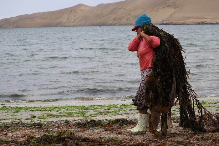 Mujeres de mar: motor clave en la pesca artesanal.