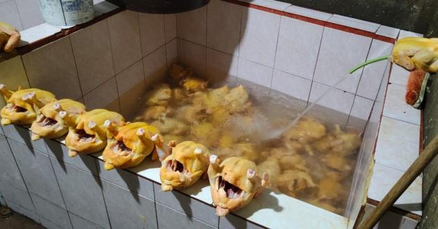 Pollos inyectados con agua en camal clandestino de Quito: peligro para la salud