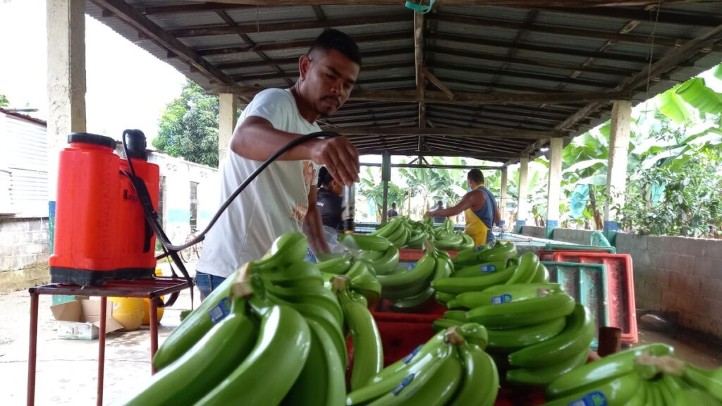 El empleo en Ecuador es impulsado por el sector privado impulsa, conozca las cifras oficiales más recientes del INEC. (Archivo-API)