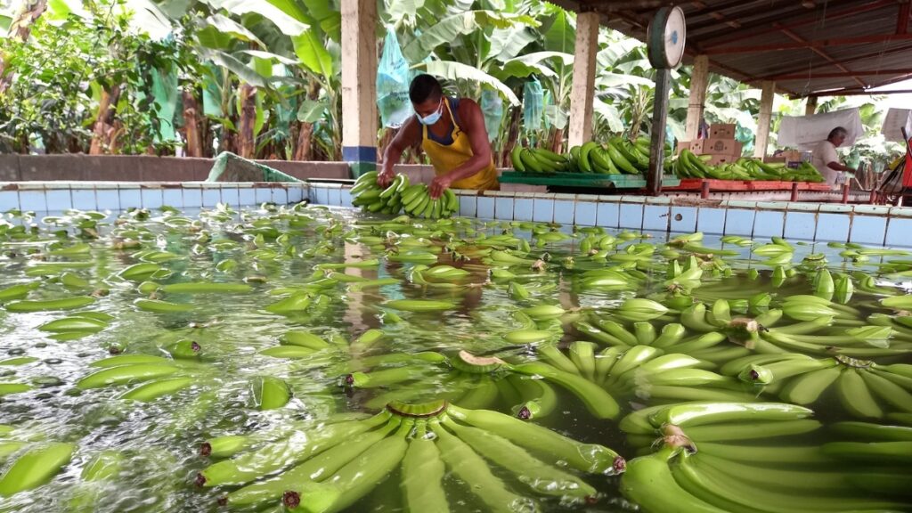 Exportaciones de banano en Ecuador crecen por quinto mes consecutivo y superan los 259 millones de cajas. (API)