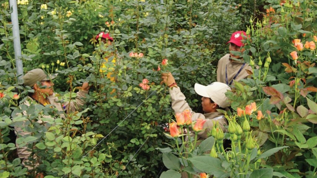 Sector floricultor en crisis El paro nacional genera pérdidas de cuatro millones de dólares en y amenaza las exportaciones. (Expoflores)