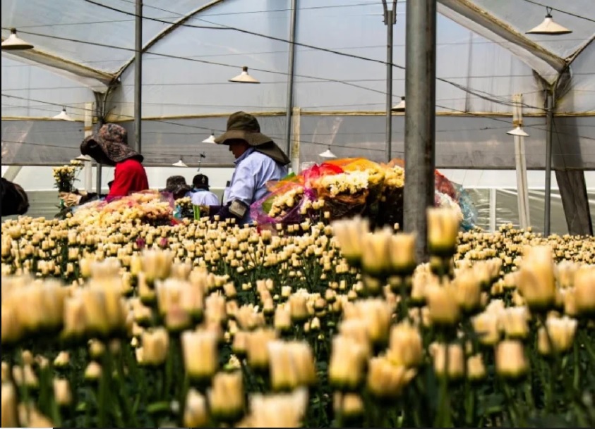 El sector florícola de Imbabura es uno de los más grandes e importantes del país.
