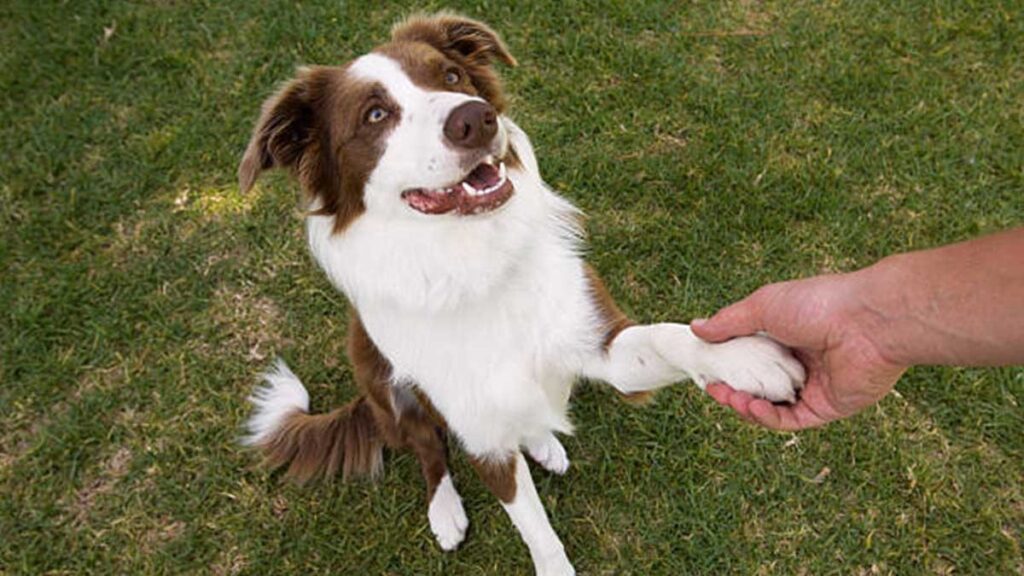 Perros diestros y zurdos: lo que revela la pata dominante de tu mascota
