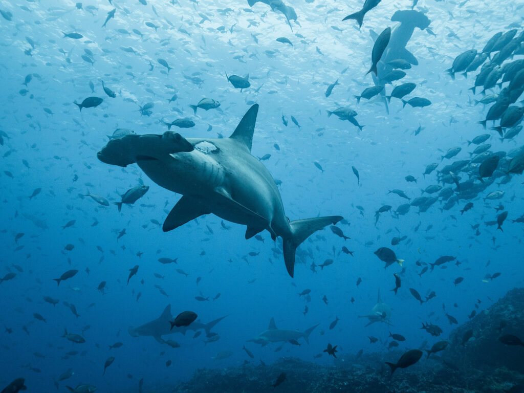 Galápagos entre las áreas con más tiburones del planeta, según estudio científico.
