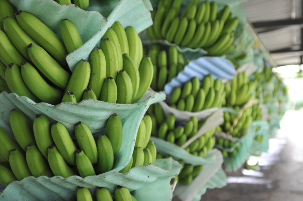 Registro de plantaciones de banano tiene fecha límite y el Gobierno ajusta controles agrícolas en Ecuador.