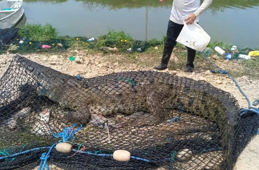 Un cocodrilo de 3.8 metros de longitud resultó capturado por comuneros en una camaronera del cantón Durán, provincia de Guayas.