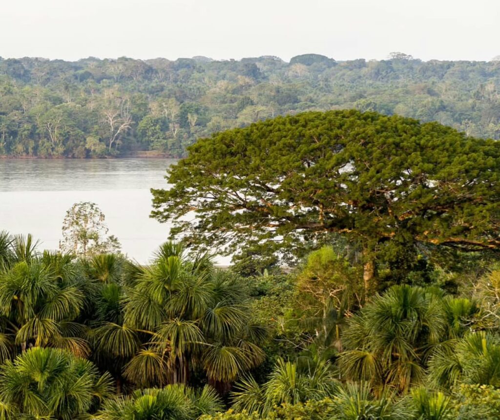 El Parque Nacional Yasuni, un tesoro de biodiversidad y hogar de comunidades indígenas. FOTO: salvalaselvaorg (Instagram).