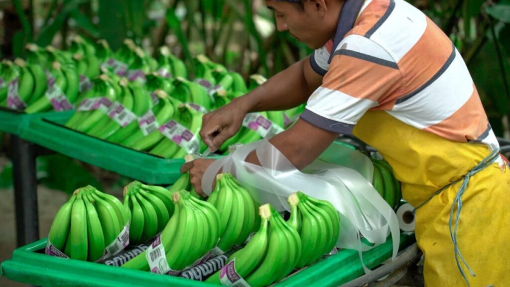 Esto dice Agrocalidad sobre el consumo de banano ante las posibles afectaciones del hongo Fusarium E4T en musáceas en Ecuador. (Agrocalidad)