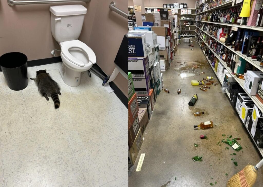 Mapache entra a licorería en Virginia, Estados Unidos, derriba botellas de alcohol y termina borracho