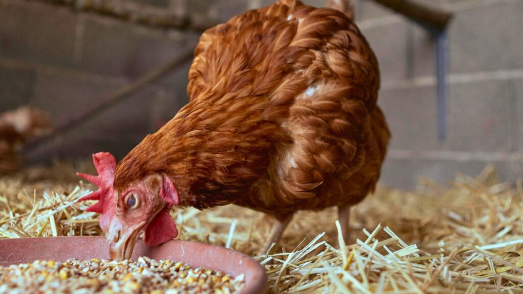 Alerta en Ecuador: Gremios productivos advierten crisis alimentaria inminente y denuncian trabas a la importación de maíz. (Pexels)