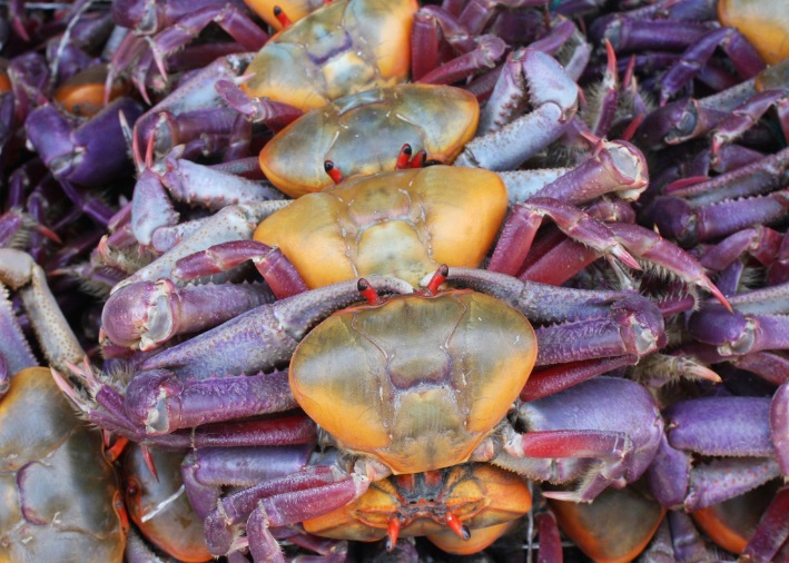 El Ministerio de Producción ha oficializado los periodos de veda para el cangrejo rojo y azul en Ecuador durante 2026.