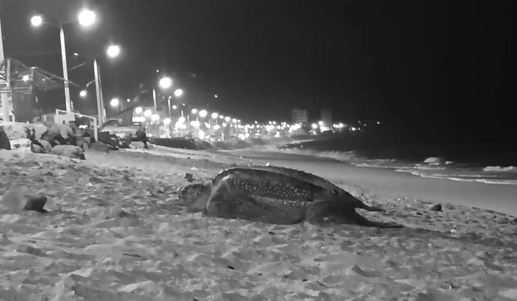 Rescatan gigantesca tortuga laúd en el malecón de Crucita durante temporada de desove.