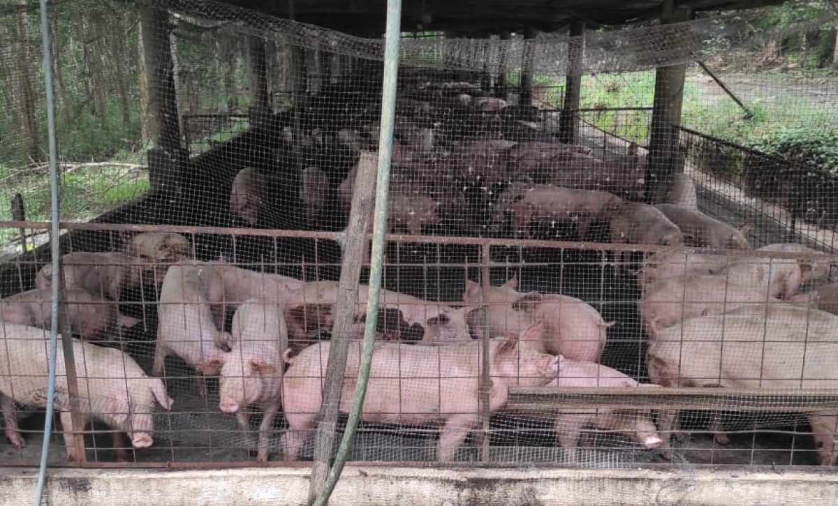 1-recuperacion-de-chanchos