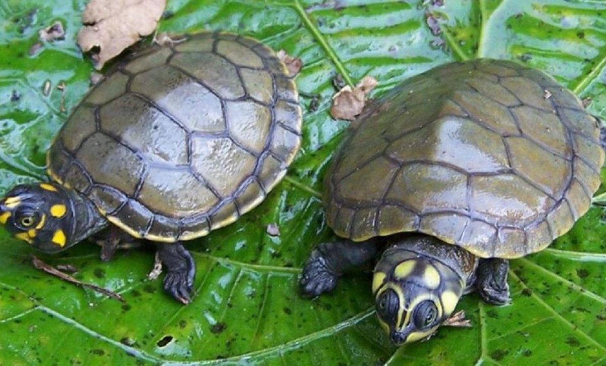 20210307024643_liberan-a-66-tortugas-charapas-en-e