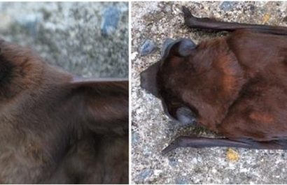 20210312041706_describen-una-nueva-especie-de-murc