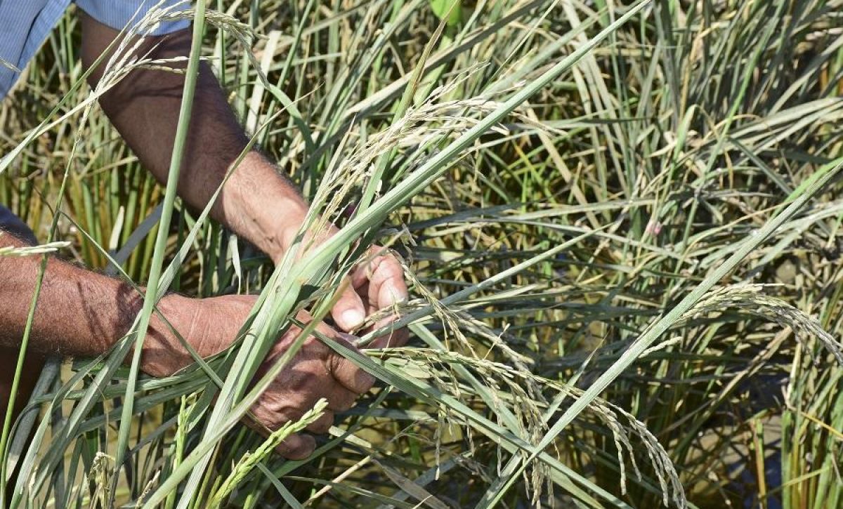 20210313112234_con-la-pandemia-la-agricultura-perd
