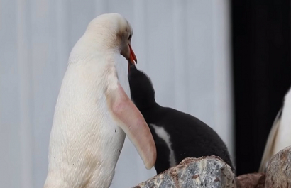 20210316055141_capturan-en-ima-genes-a-un-extraa-o