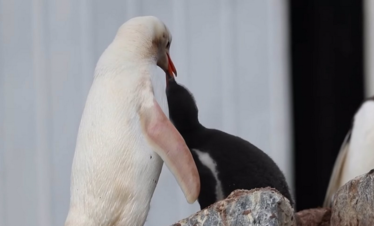 20210316055141_capturan-en-ima-genes-a-un-extraa-o