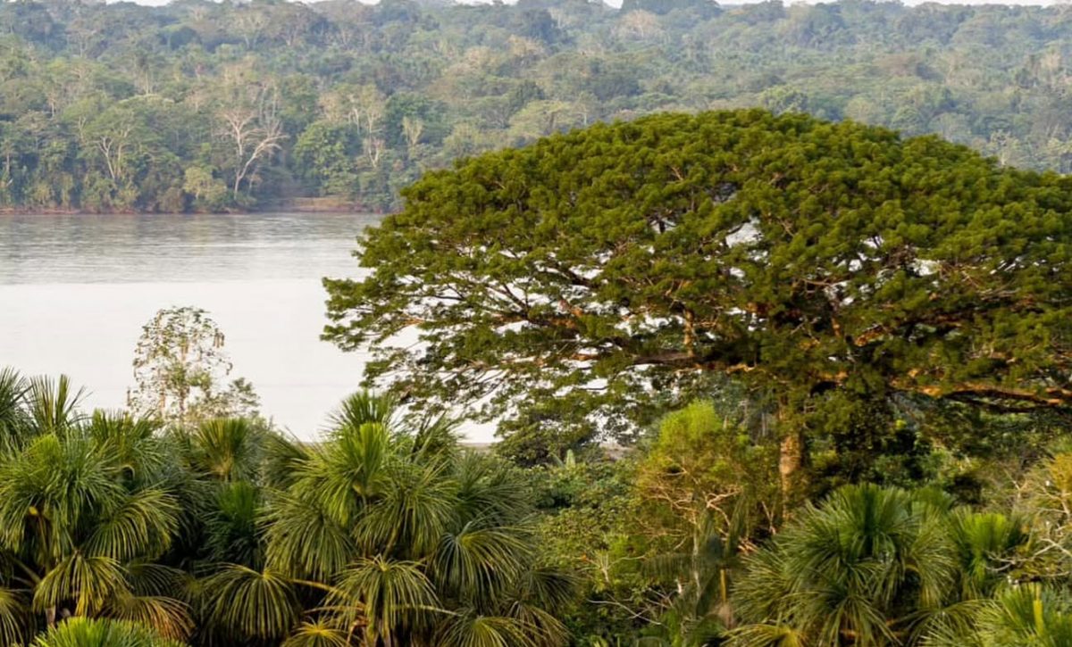 El Parque Nacional Yasuni, un tesoro de biodiversidad y hogar de comunidades indígenas. FOTO: salvalaselvaorg (Instagram).